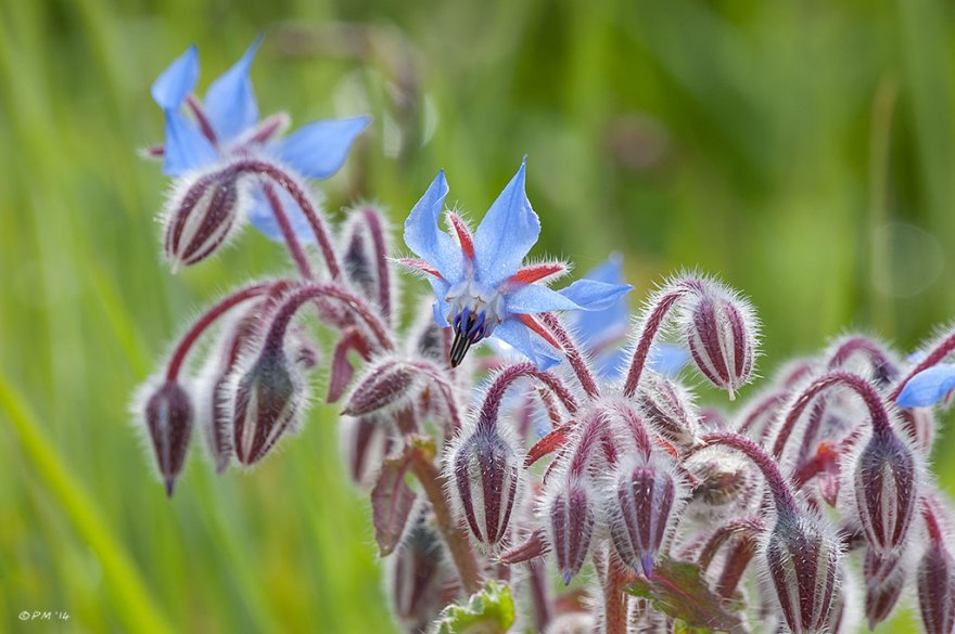 Borage flower and buds close up green background  British Flora nature UK 24/4/24