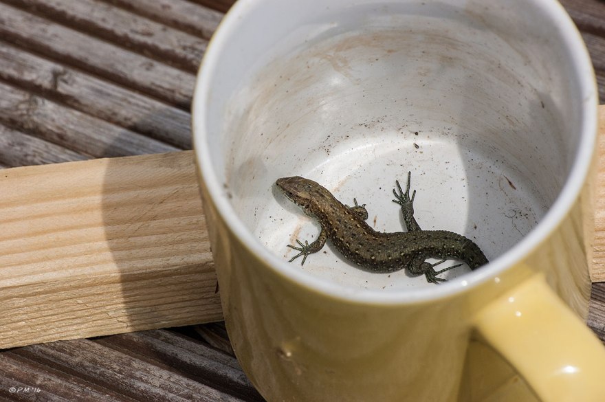British Common Lizard Male basks in yellow mug 24/4/14