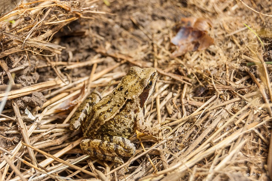 Common Frog British with clear markings shown camouflaged against dead grass eyeteeth.net P. Maton 2014