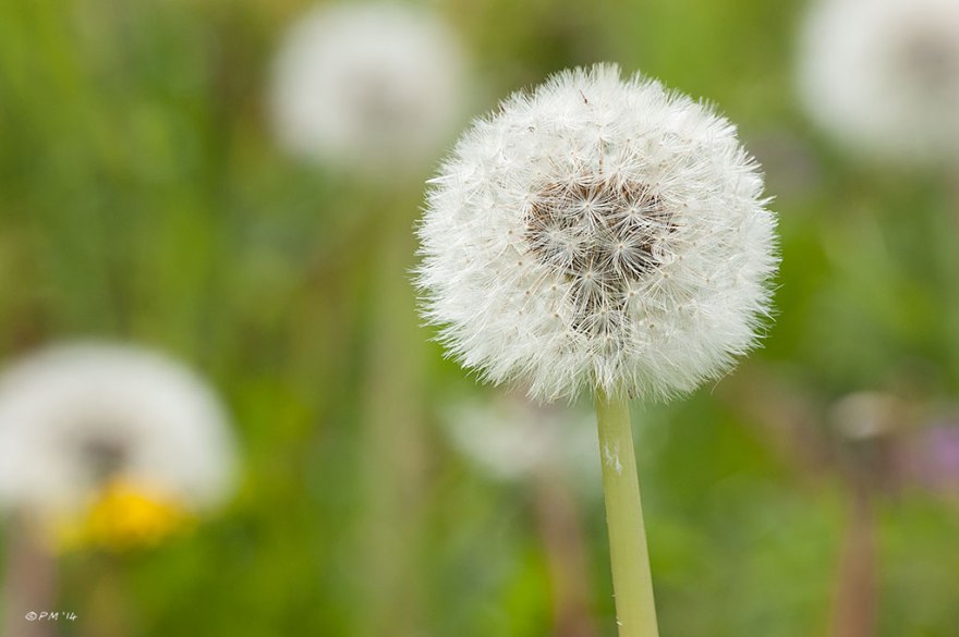 Dandylion flower seed head close-up green background with other dandelions. 24/4/14 Sussex Flora UK