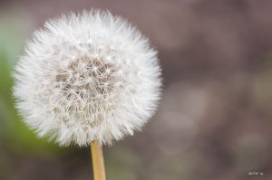 Dandylion flower seed head close-up brown background 24/4/14 Sussex Flora UK