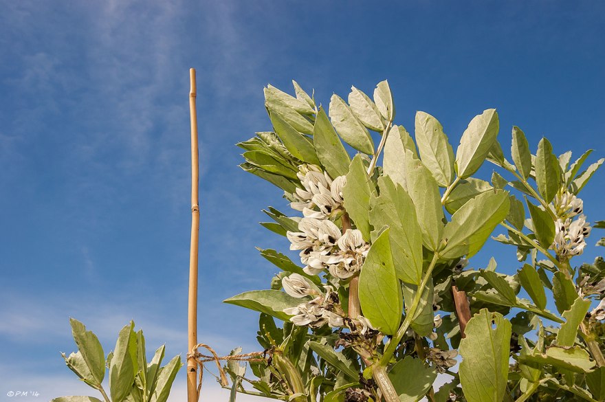 Broad Bean plants with Flowers tied to bamboo Cane blue sky background allotment horticulture gardening Britain 22-5-2014 eyeteeth.net
