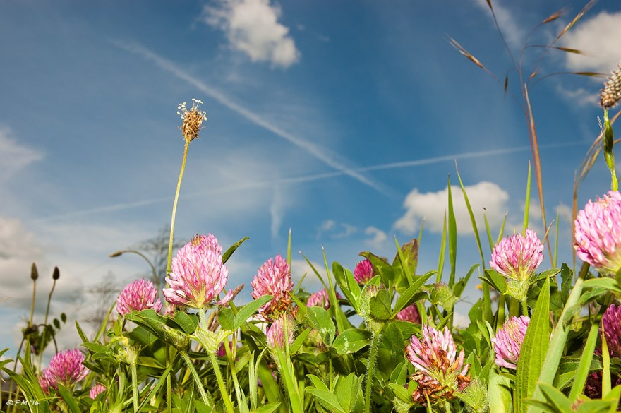 Clover flowers in bright light against blue sky with contrails and clouds, East Sussex. P.Maton eyeteeth.net 2014