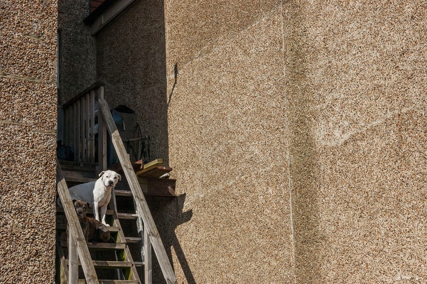 Two dogs on wooden stairs behind pebble-dash house on Portland Rd Hove 2014 eyeteeth.net