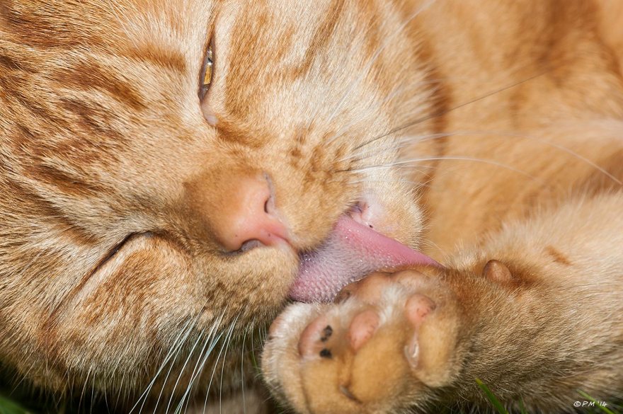 Ginger Cat licking paw with one eye open, close-up colour, pets eyeteeth.net 2014