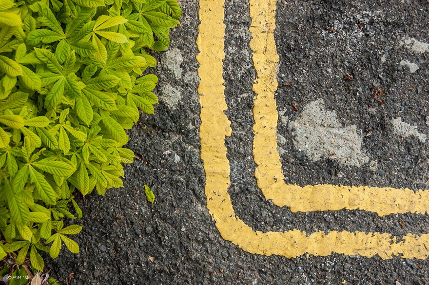 Horse Chestnut green leaves next to road surface with yellow lines, abstract eyeteeth.net
