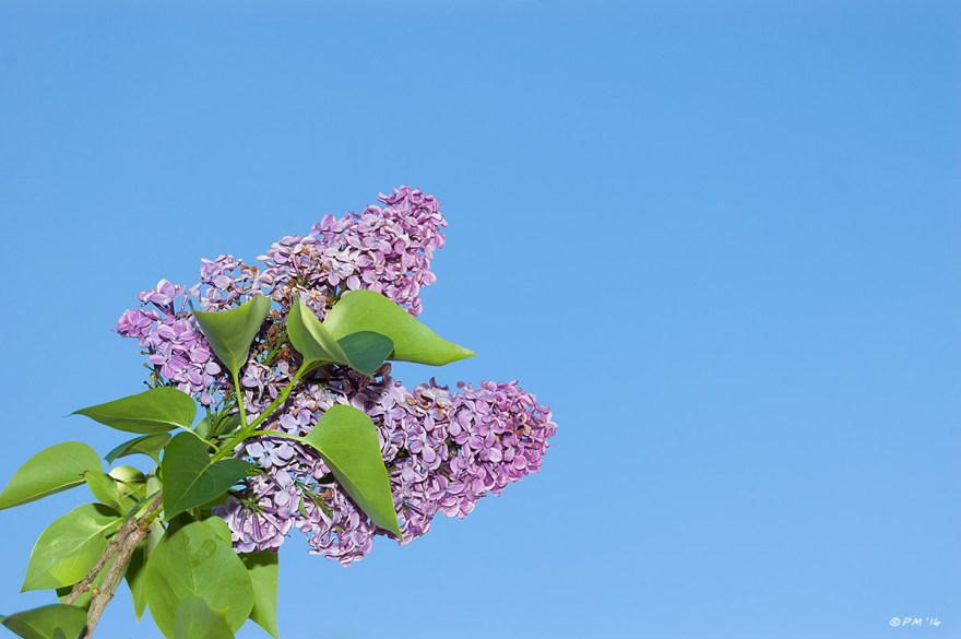 Lilac flowers against clear blue sky vivid colour with flash, hove, sussex eyeteeth.net 2014