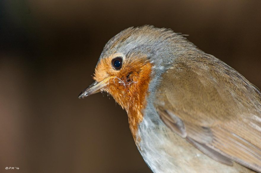 Robin side profile Close-up against brown bokeh , flash, british wildlife, birds, ornithology, eyeteeth.net 2014