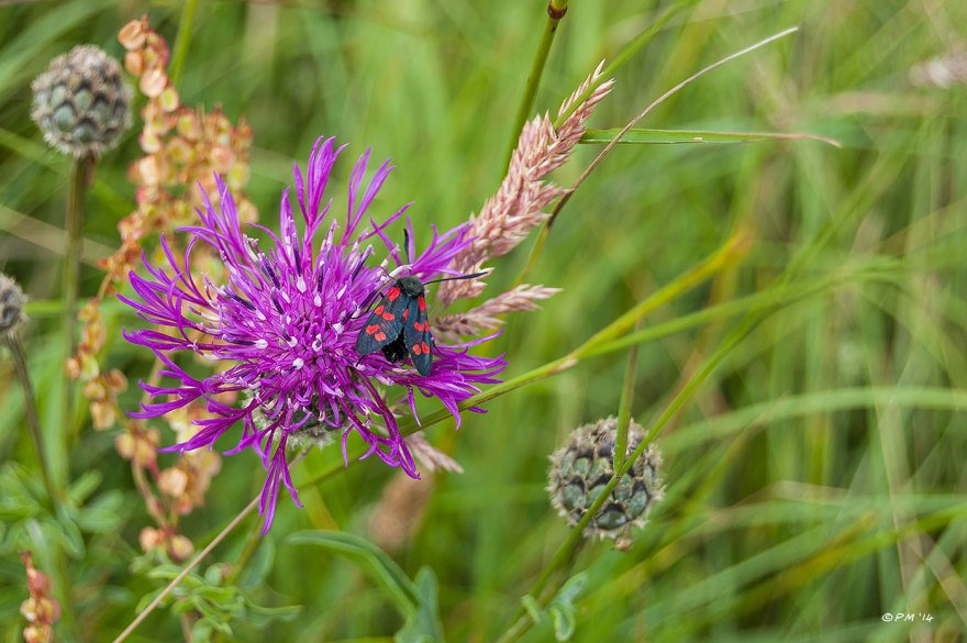 Five Spot Burnet on purple flowering Greater_Knapweed Peter Maton 30-6-2014 eyeteeth.net