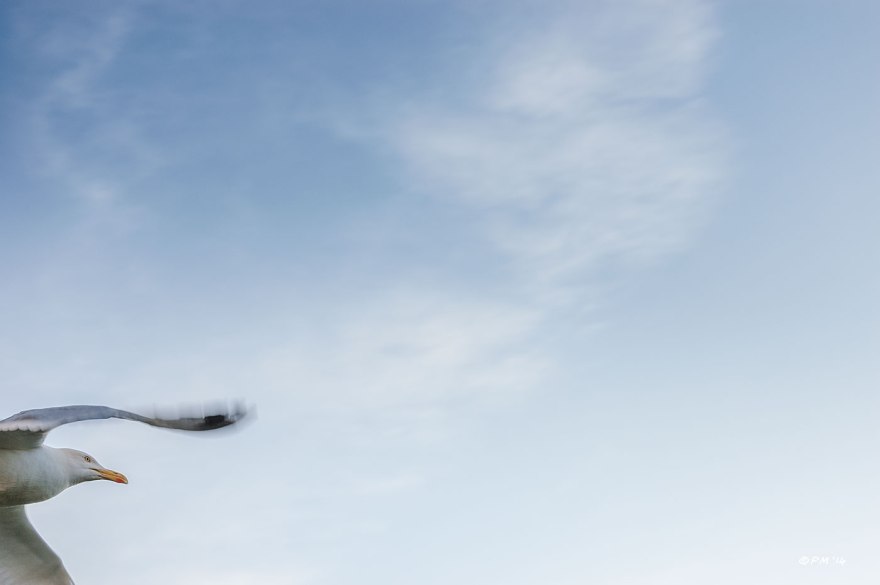 Seagull in flight abstract blue sky Brighton Hove UK 2014 eyeteeth.net