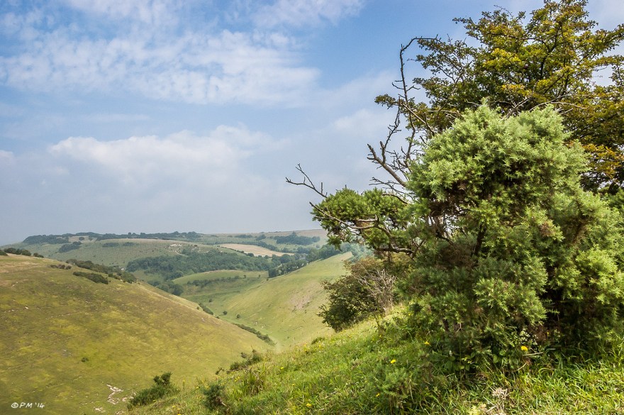 View of Devil's Dyke to Newtimber Hill with Gorse bushes in foreground hazy blue sky South Downs National Park Sussex, P.Maton 2014 eyeteeth.net