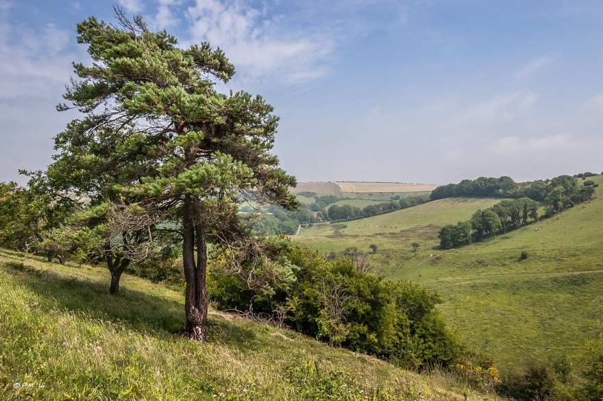 Landscape view from Devil's Dyke to Saddlescombe Farm  with Scott's Pine tree and stunted Oak in foreground South Downs National Park West Sussex UK P.Maton 2014 eyeteeth.net