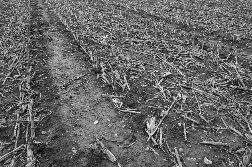 Harvested Maize field with dead stems between the rows, Barkham Mill East Sussex Monochrome, P.Maton 2014 eyeteeth.net