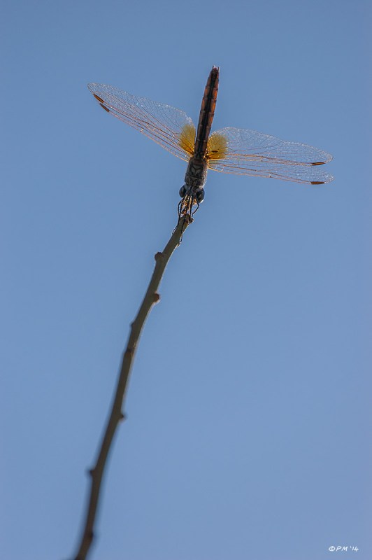 Dragon Fly sits on the end of green shoot against blue sky. Colour Portrait.. Yusufçuk. Patara Turkey. P.Maton 2014 eyeteeth.net