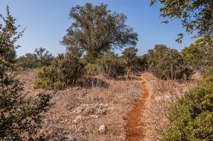 Footpath through olive grove, Patara Turkey. Colour Landscape. P.Maton 2014 eyeteeth.net