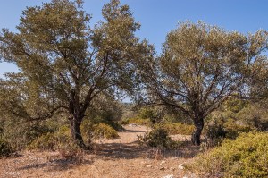 Trail leading between two olive trees with sea in distance. Patara Turkey. Coluur landscape. © P.Maton eyeteeth.net