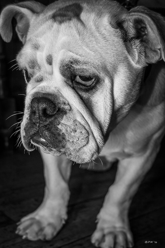 Bulldog puppy with sad expression. Monochrome portrait. © P.Maton 2014 eyeteeth.net
