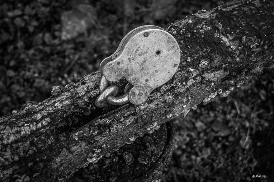 Padlock on simple rustic wooden gate with fungus. Monochrome Landscape. © P. Maton 2014 eyeteeth.net