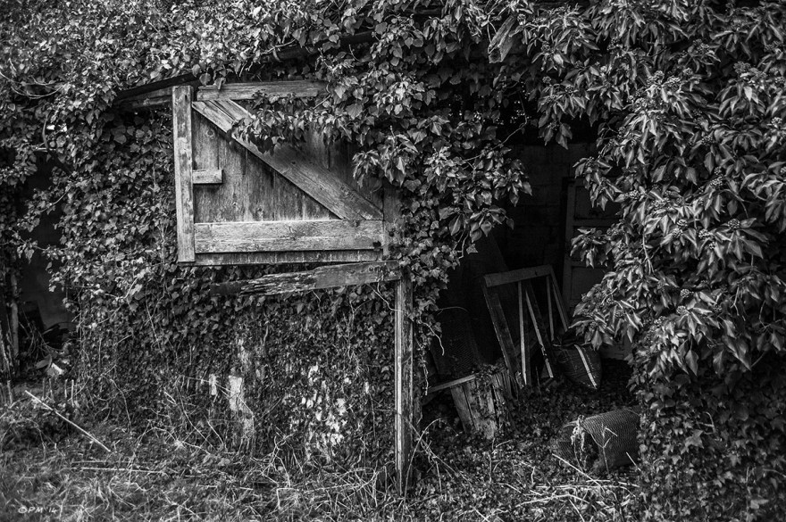 Abandoned stable with rotten door hanging open covered in Ivy. Ford Lane, Frilford Oxfordshire UK. Monochrome Landscape. © P. Maton 2014 eyeteeth.net
