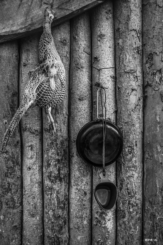 Dead Pheasant hanging from log cabin shingle next to cooking pan and cup. Ash down Forest East Sussex UK. Bushcraft. Monochrome Portrait. © P. Maton 2015 eyeteeth.net