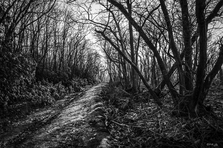 Dirt track between coups of Sweet Chestnut Coppice, Hindleap Warren, Ashdown Forest, East Sussex UK. Monochrome Landscape. © P. Maton 2015 eyeteeth.net