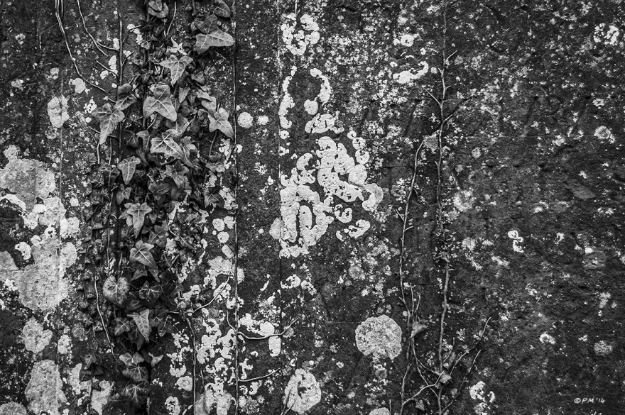 Lichen and Ivy on side of old stone tomb. All Saints Church Marcham Oxfordshire UK. Monochrome Landscape. P. Maton 2014 eyeteeth.net