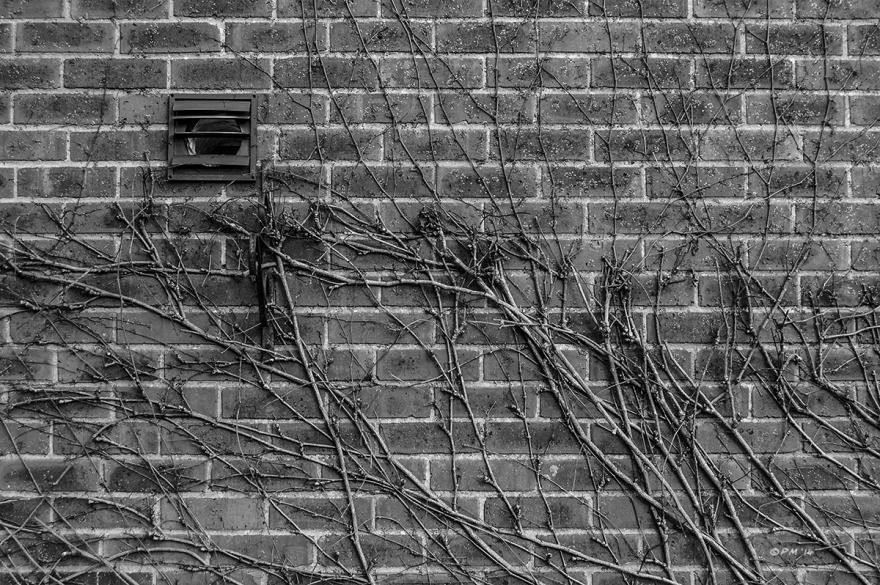 Slatted extractor vent in brick wall with creeping plant. Mortimer Berkshire UK. Monochrome Landscape. © P. Maton 2014 eyeteeth.net