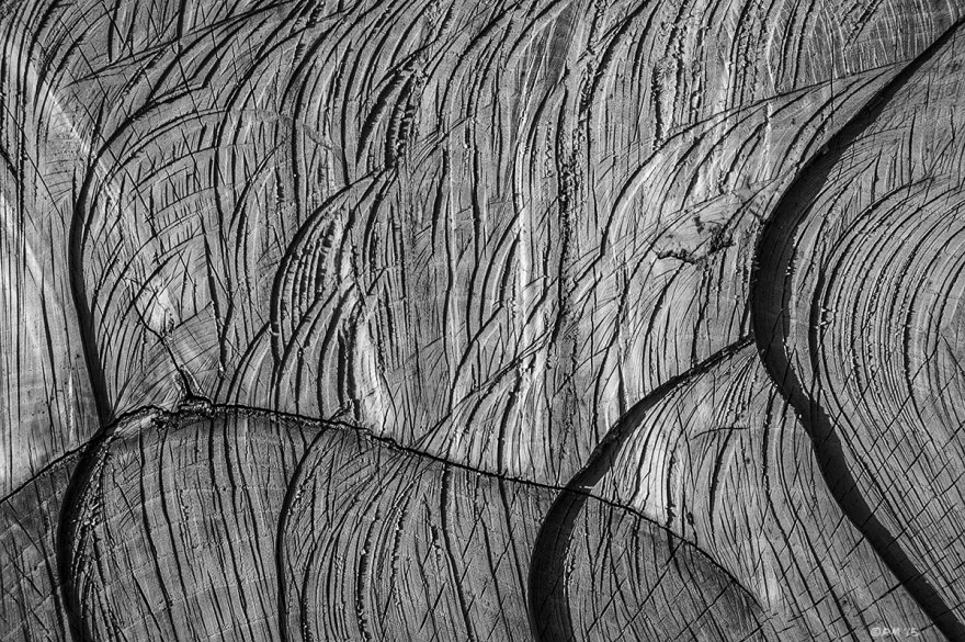 Chainsaw marks on cut face of Ash tree, Newtimber Hill East Sussex UK. Abstract Monochrome Landscape. © P. Maton 2015 eyeteeth.net