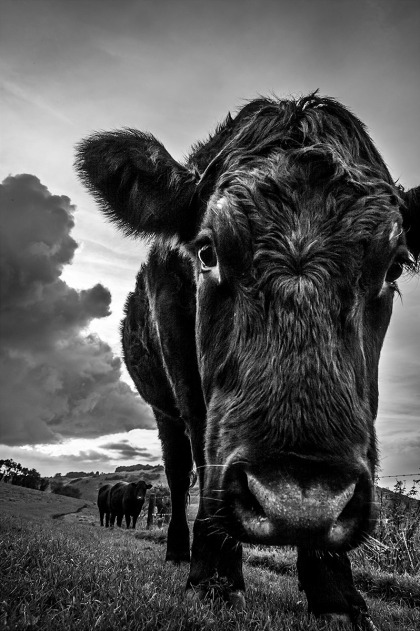 Bullock, portrait of inquisitive young male cow up close to camera with with two others in background, cloud formation and view to Devils Dyke in background. Saddlescombe Farm, Sussex UK. Monochrome Portrait. © P. Maton 2015 eyeteeth.net