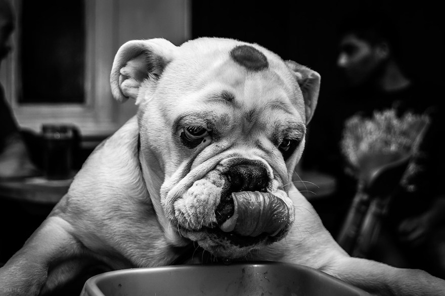 Young English Bulldog pup 'Gumbo' sitting up at table with bowl licking his nose. Brighton UK. Monochrome Black and white Landscape. © P. Maton 2015 eyeteeth.net