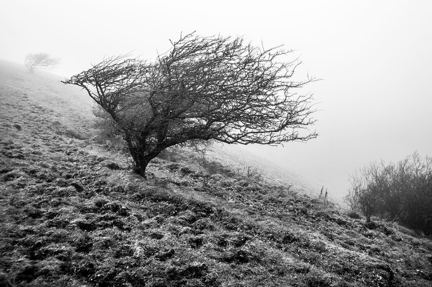 Windswept Hawthorn tree on hillside in winter fog. Firle Beacon, South Downs National Park, East Sussex UK. Monochrome Landscape. © P. Maton 2016 eyeteeth.net