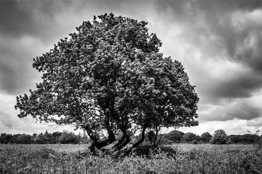 bent tree against moody sky on Pound Common North Chailey East Sussex UK. Dramatic black and white British countryside rural photograph. © P. Maton 2016 eyeteeth.net