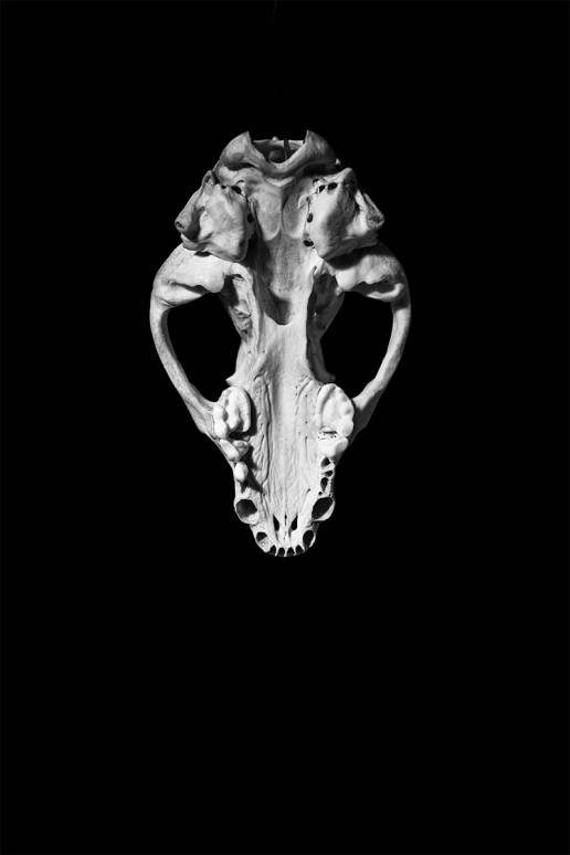 Badger skull with no lower jaw showing underside and roof of mouth against black background. Black and white portrait. Fuji film XT-2 Fujinon 23mm F2 WR. © P. Maton 2016 eyeteeth.net