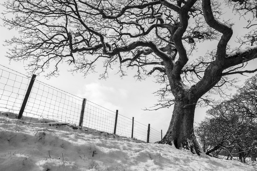 Snow scene with Oak tree reaching over fence line, Poynings West Sussex UK black and white rural landscape photograph © P. Maton 2018 eyeteeth.net