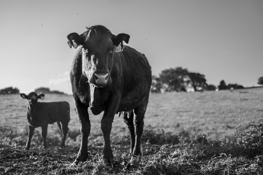 Female cow looking at viewer with young calf beside and meadow in background lit from the left by low springtime evening sun, Poynings West Sussex UK rural black and white landscape photograph ©P. Maton 2018 eyeteeth.net