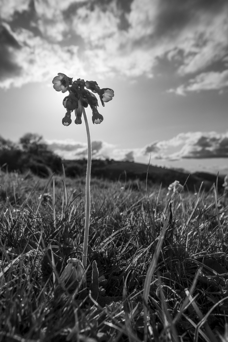 Black and white closeup wide angle portrait of back lit Cowslip flower in front of sun on chalk downland with Devils Dyke in background Soth Downs country park Saddlescomb West Sussex rural landscape UK ©P. Maton 2018 eyeteeth.net