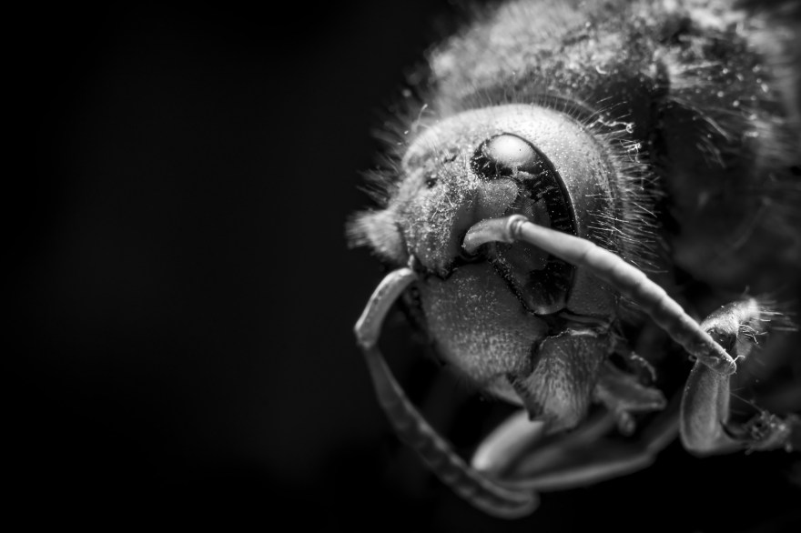 Artistic monochrome composition macro close up of dead European Hornet Vespa Crabro head showing compound eye against dark background black and white ©P. Maton 2018 eyeteeth.net