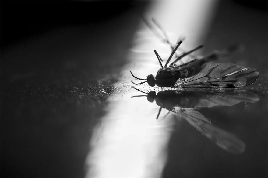 Black and white macro photograph of dead mosquito mirrored on reflective surface lit by shaft of light monochrome landscape closeup nature insect ©P. Maton 2018 eyeteeth.net
