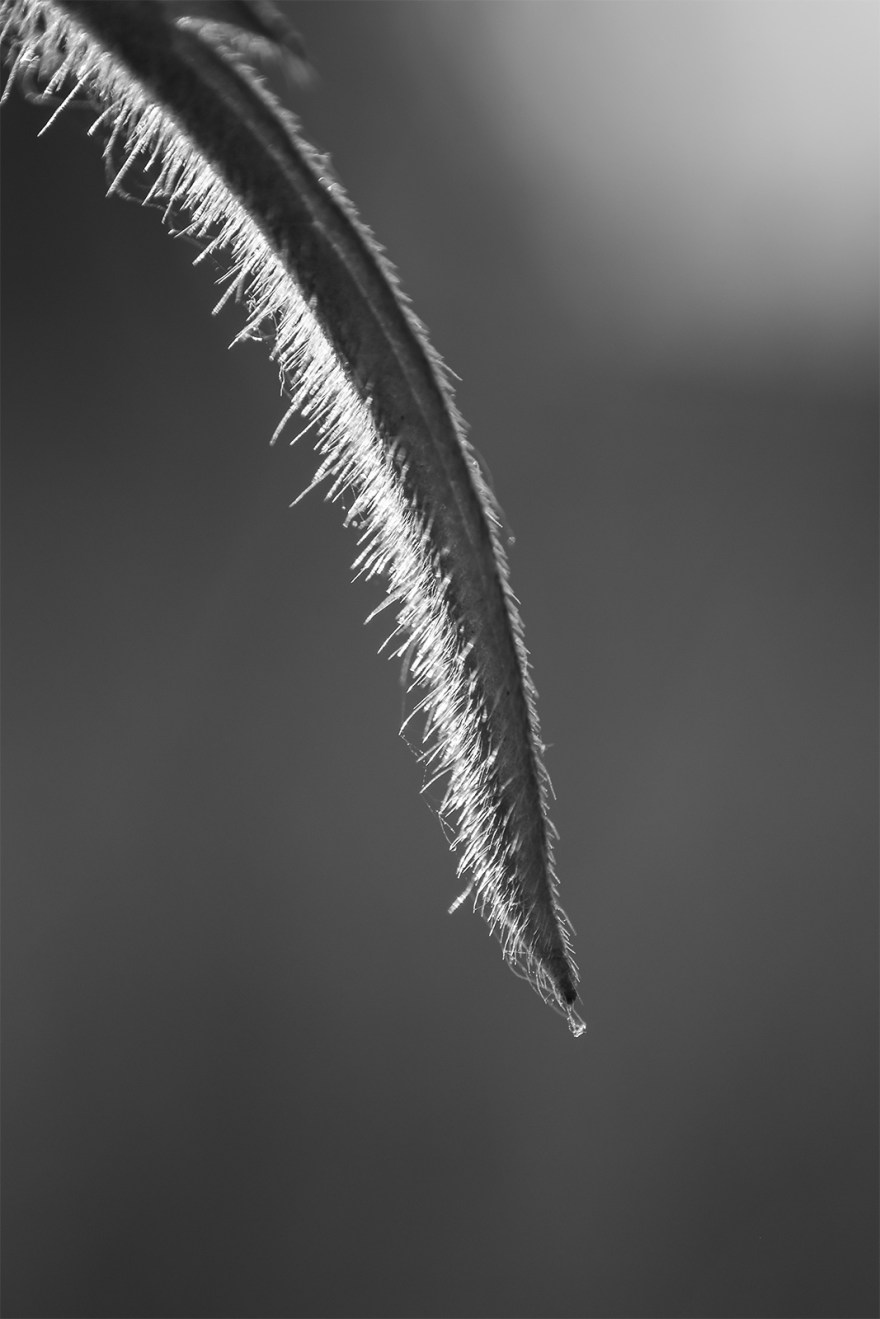 pointed leaf tip with trichome hairs illuminated by sunlight in abstract macro composition monochrome black and white portrait photograph ©P. Maton 2018 eyeteeth.net