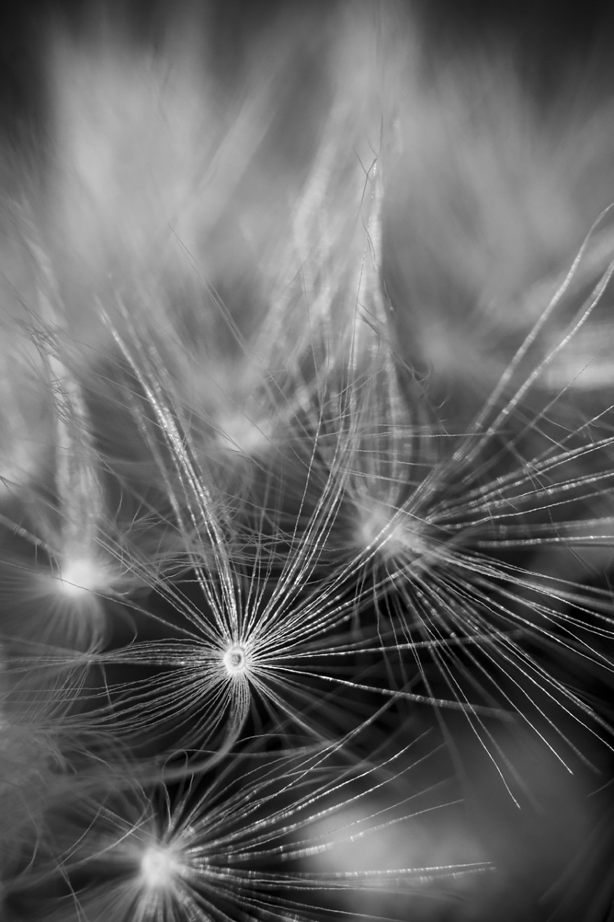 Macro closeup of dandelion seeds Pappus (parachutes) black and white impressionistic portrait composition ©P. Maton 2018 eyeteeth.net