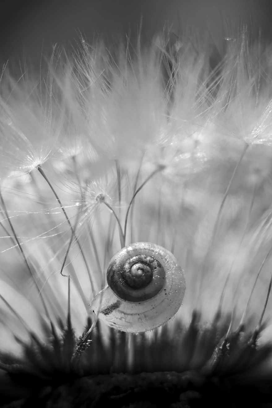 Small translucent snail shell caught in dandelion seed head black and white macro nature photography © P. Maton 2018 eyeteeth.net
