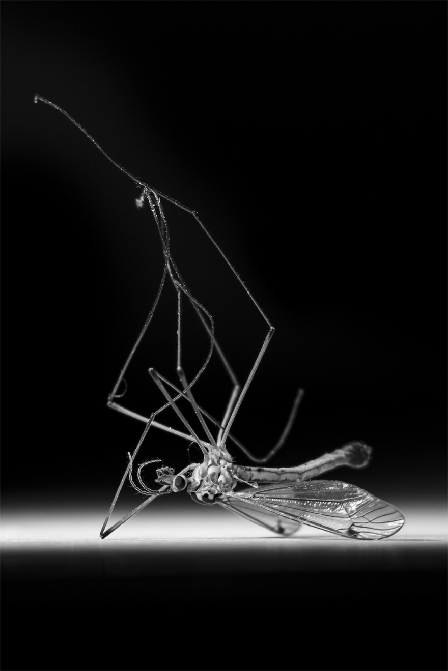 Dead Crane Fly Tipulidae on back with legs in the air black and white monochrome macro portrait photograph P. Maton 2018 eyeteeth.net
