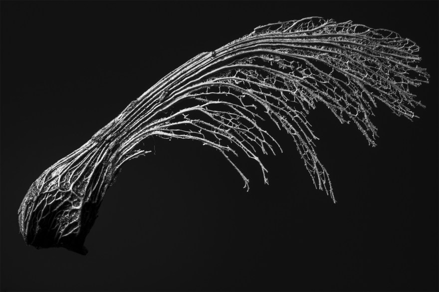 Skeletal Sycamore key against dark background monochrome macro nature biology photograph ©P. Maton 2018 eyeteeth.net