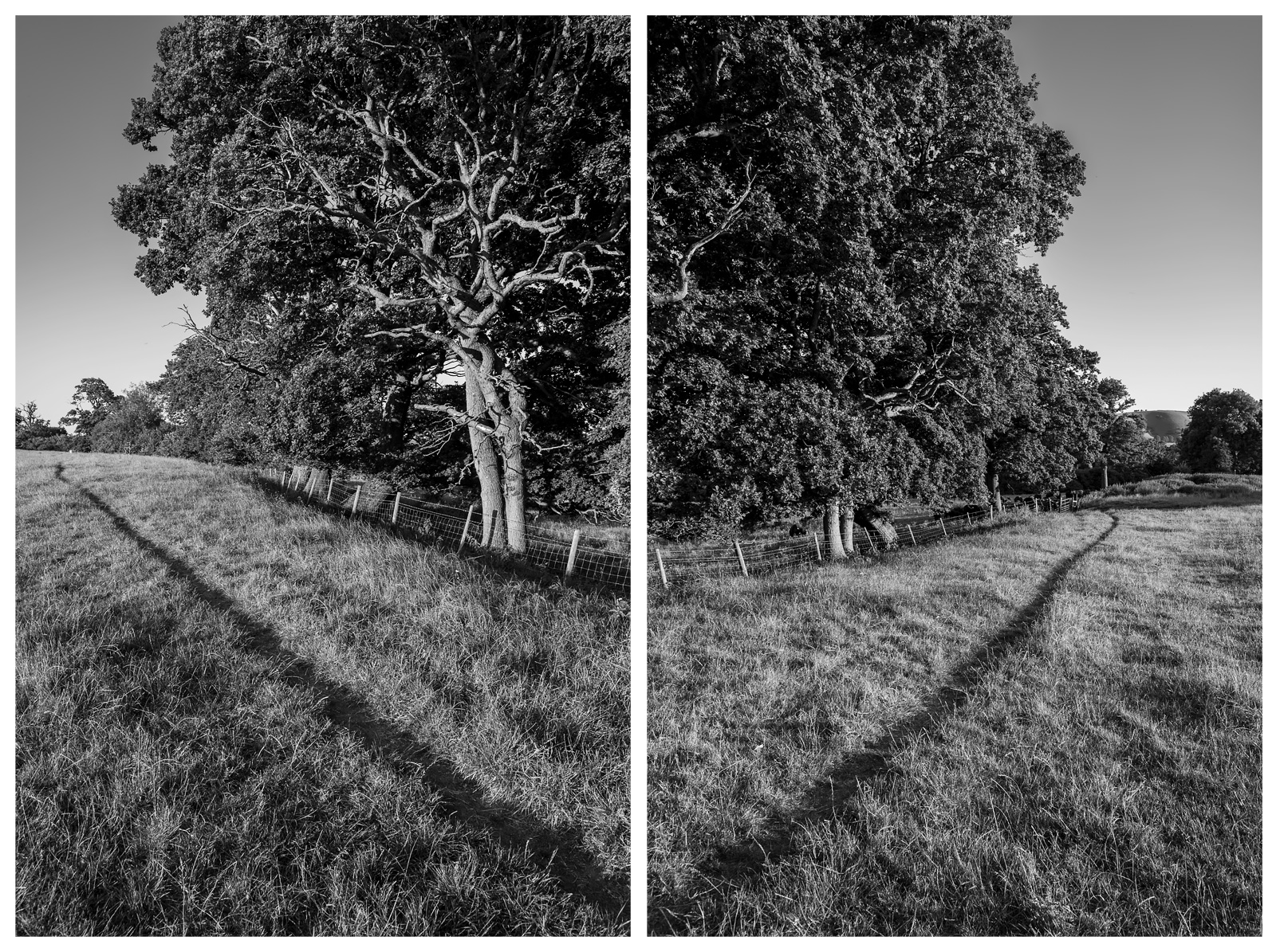 Pathway by Oak trees along meadow margin near Clappers Lane West Sussex UK black and white rural diptych British countryside with South downs in distance © P. Maton 2018 eyeteeth.net