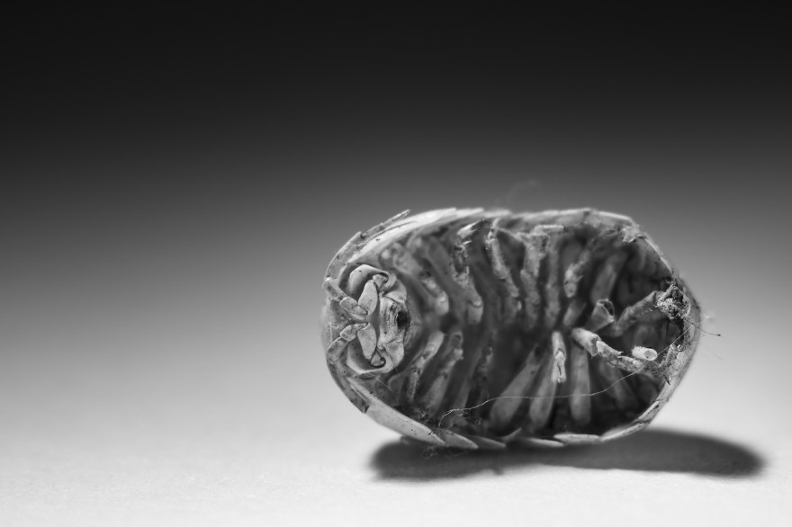Bleached exoskeleton of pill woodlouse monochrome macro landscape © P. Maton 2018 eyeteeth.net