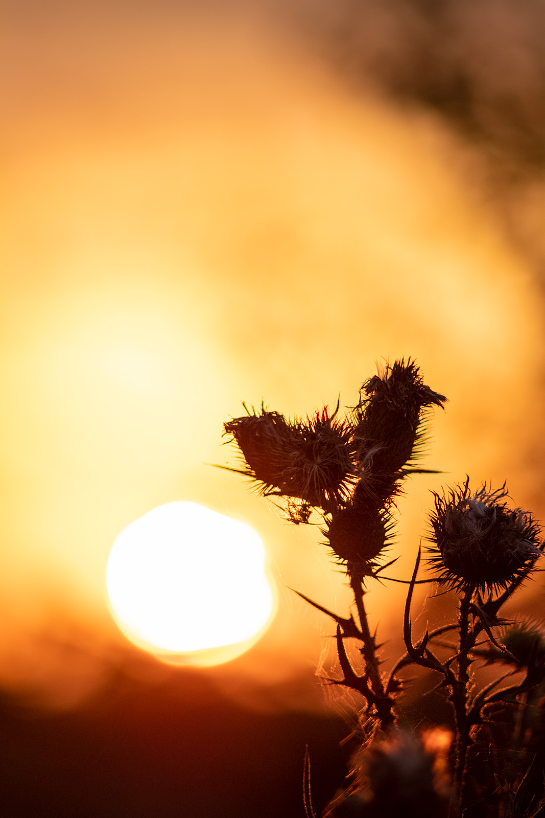 Thistle seed heads with glowing sunset in background, Mill Lane Poynings West Sussex UK colour nature photograph portrait ©P. Maton 2018 eyeteeth.net