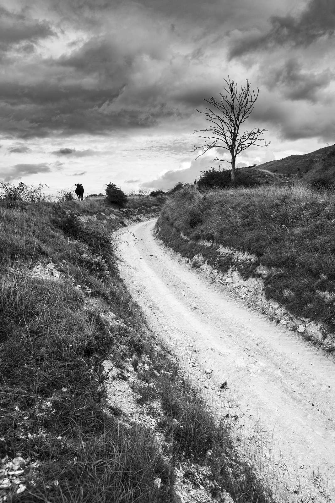 Chalk Droveway road leading up hill dead tree and cow silouette and dramatic sky Edburton Escarpment West Sussex UK Black and white portrait rural landscape photography ©P. Maton 2018 eyeteeth.net
