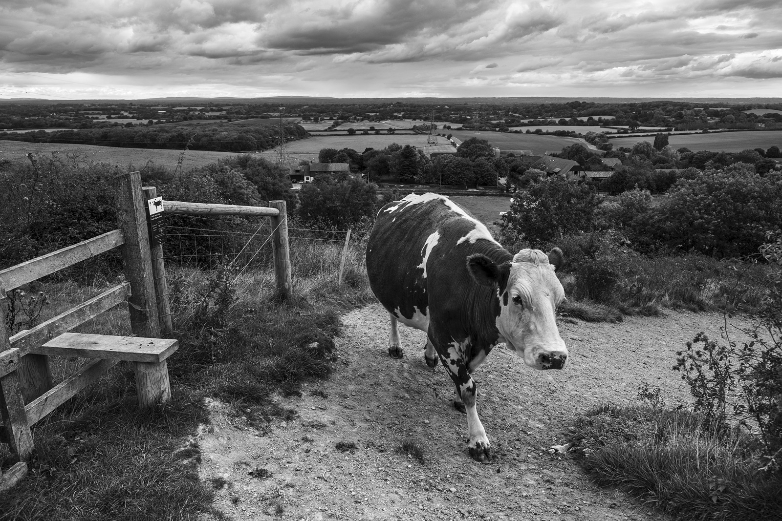 Cow on path next to stile with view over the low weald Edburton Escarpment West Sussex UK Black and white portrait rural landscape photography ©P. Maton 2018 eyeteeth.net