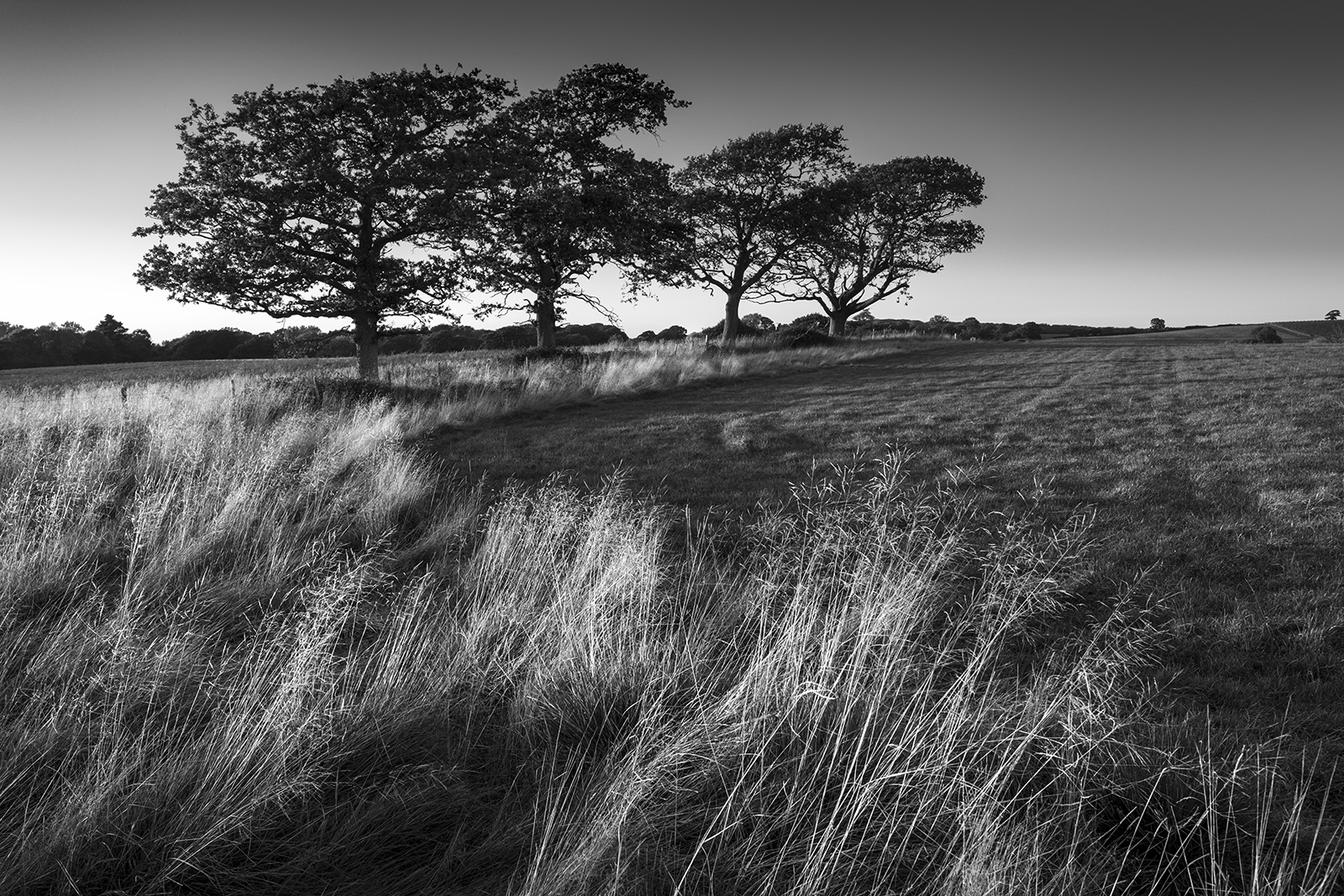 Four Oak trees in a row standing along fence line at edge of field with long dead grass in foreground catching evening sunlight, dramatic black and white rural British landscape photograph © P.Maton 2018 eyeteeth.net