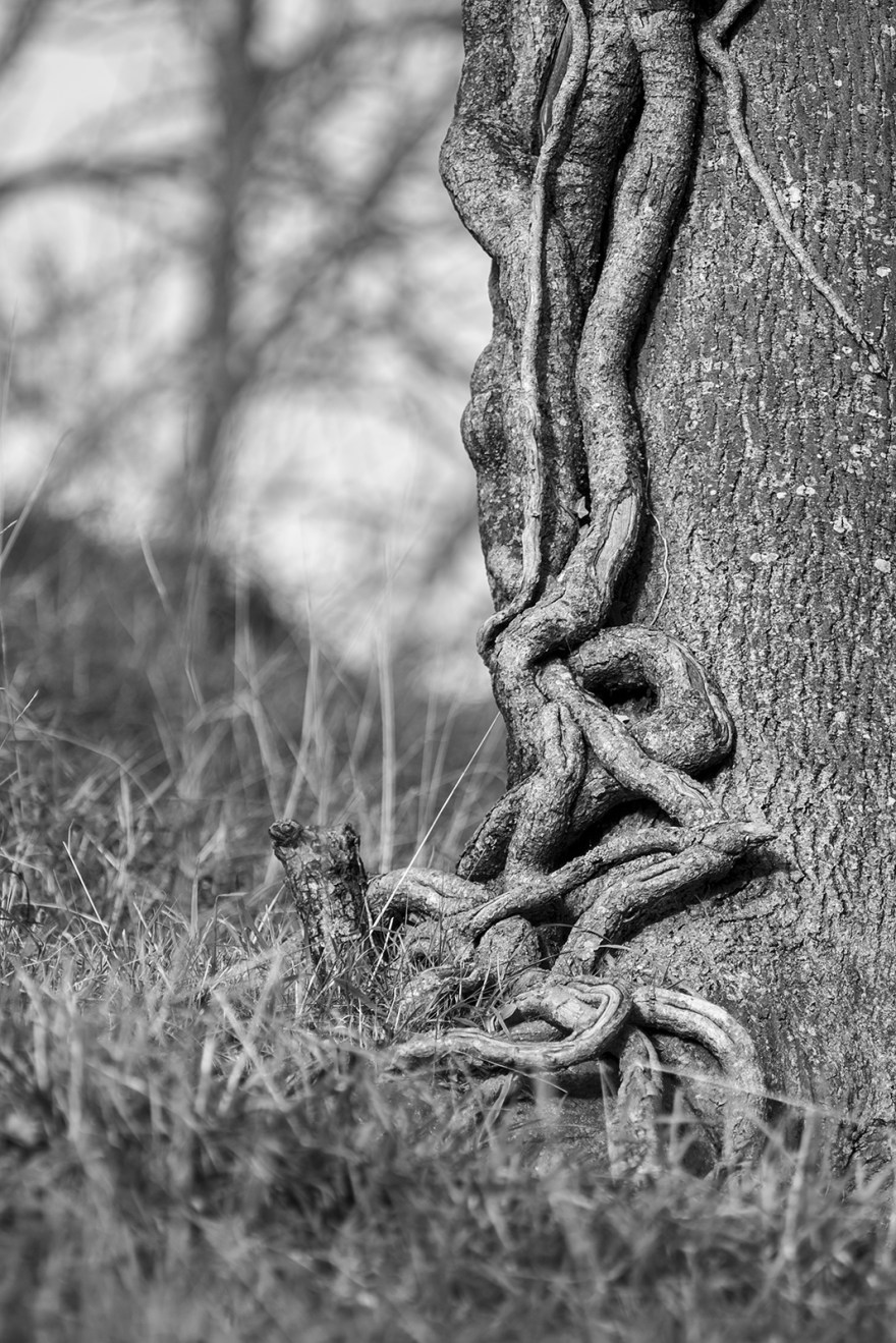 Ivy climbing up Ash tree trunk, black and white monochrome nature photography ©P. Maton 2018 eyeteeth.net